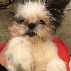 Meet your Posher, Abigail